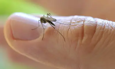10 folk remedies against mosquitoes