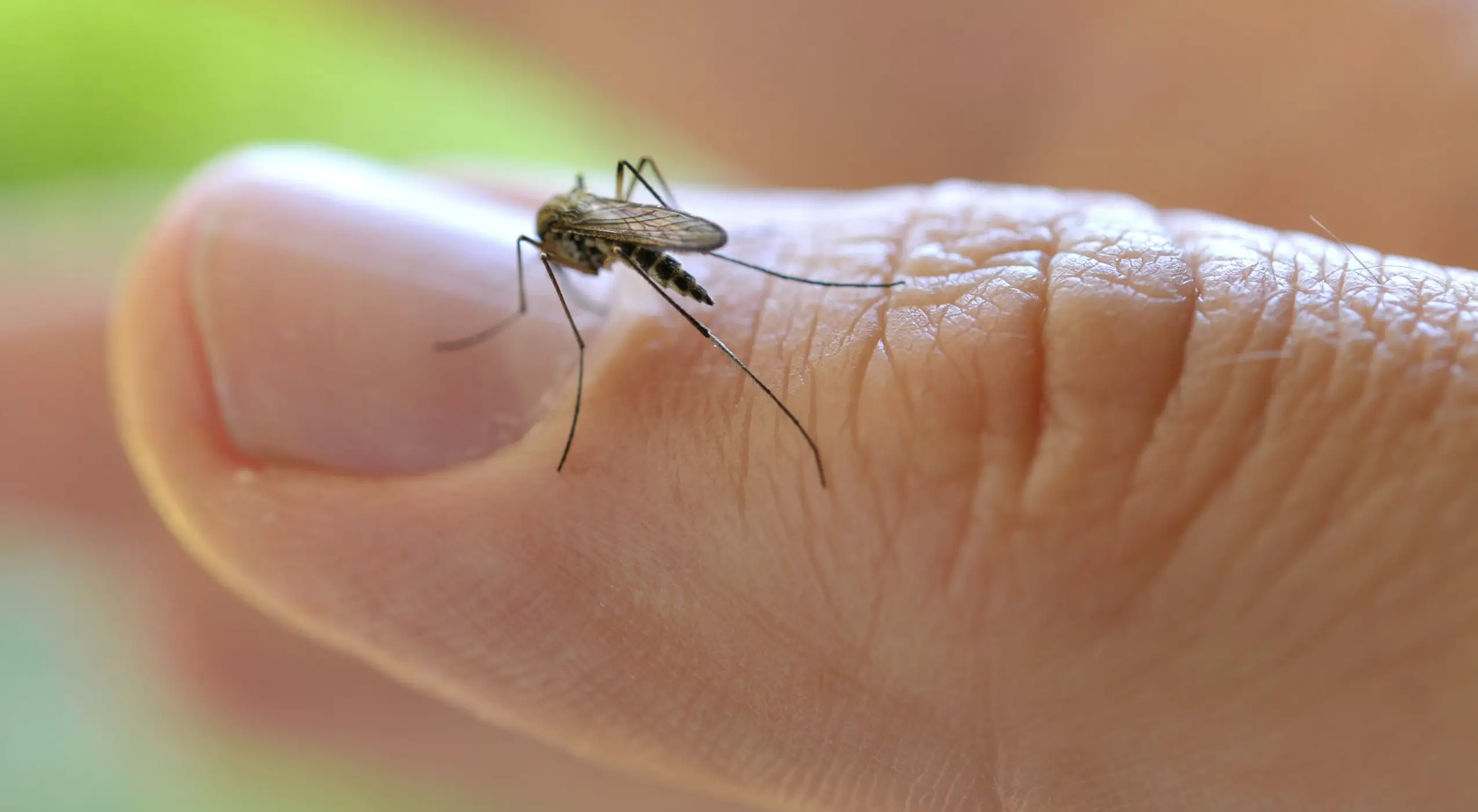 Маленькие комары 1