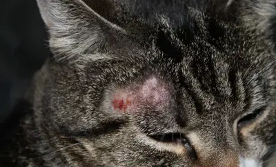 Ringworm in cats