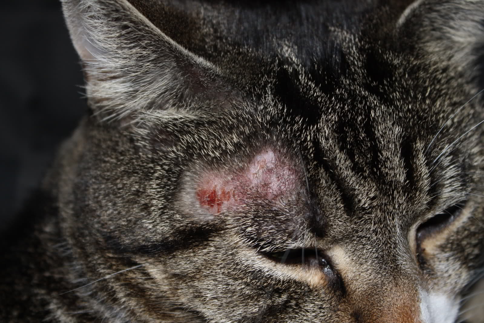 What Does Ringworm Look Like On A Cat