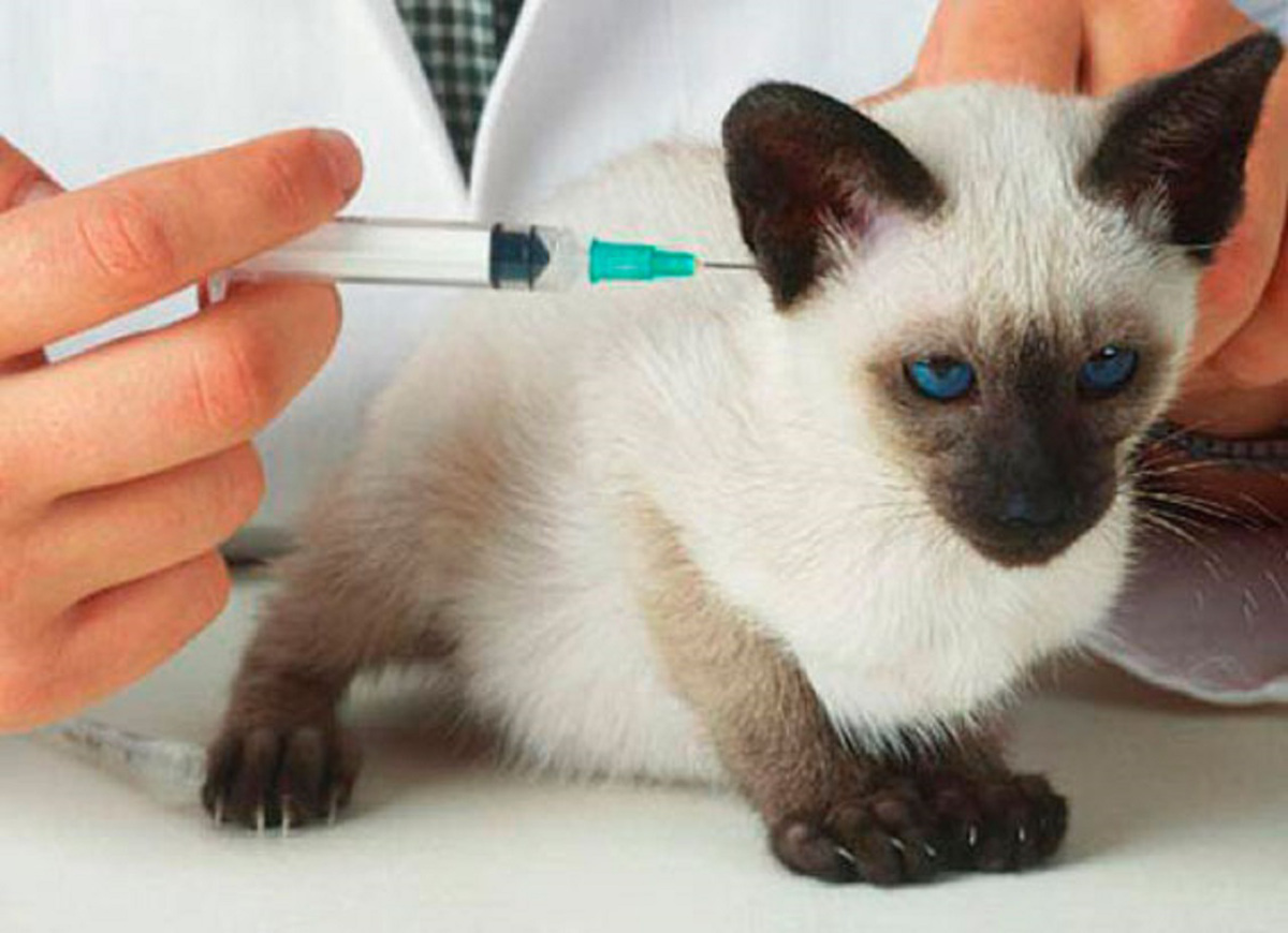 Привить кошку от бешенства. Вакцинация животных. Прививка для кошек. Вакцинация котика. Вакцинация животных от бешенства.