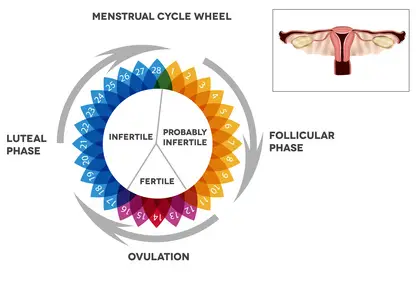 Menstrual cycle calendar.